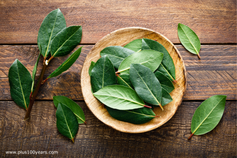 Incredible Health Benefits of Bay Leaves